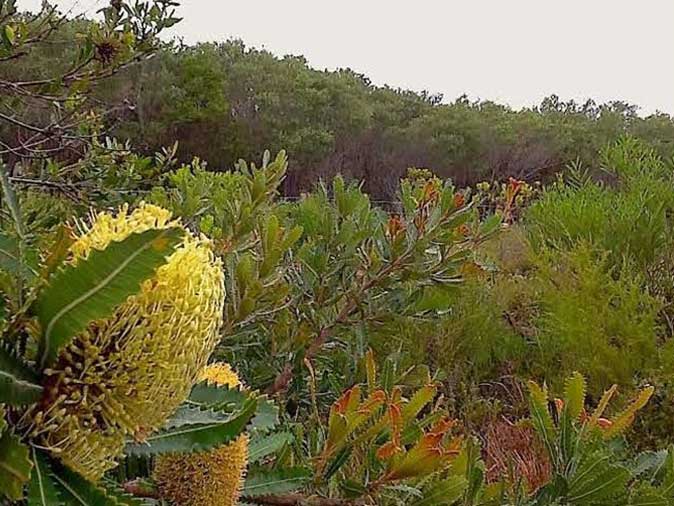 Native ecosystem - Eastern